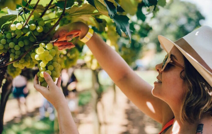 vinicola-goes-vindima-2026-mesa-de-bar